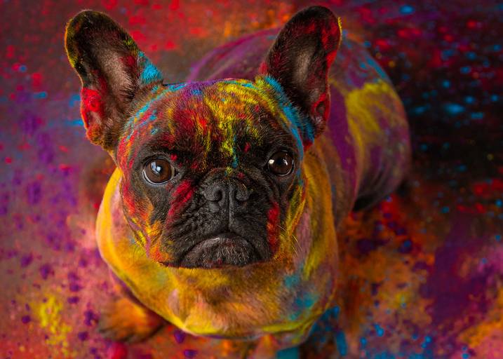 Ensaio Pets Coloridos - Two Clicks Fotografia Pet