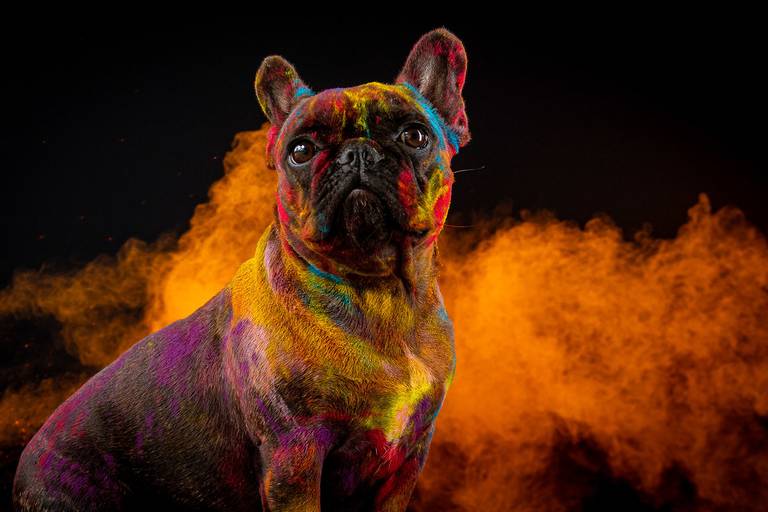 Ensaio Pets Coloridos - Two Clicks Fotografia Pet