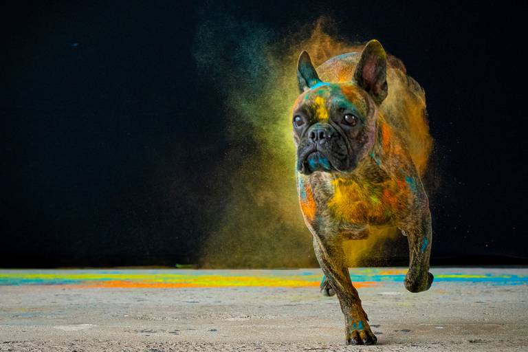 Ensaio Pets Coloridos - Two Clicks Fotografia Pet