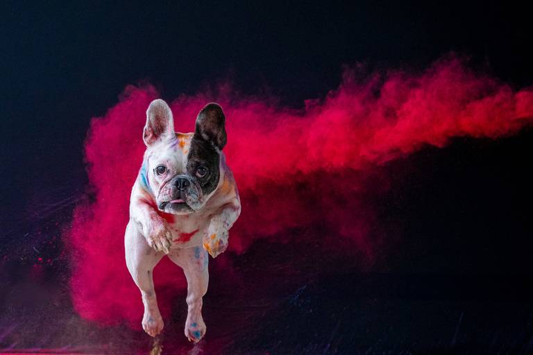 Ensaio Pets Coloridos - Two Clicks Fotografia Pet