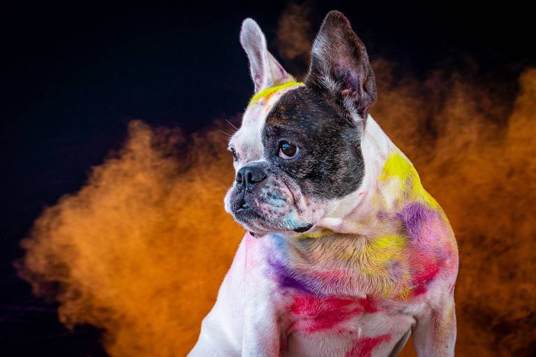 Ensaio Pets Coloridos - Two Clicks Fotografia Pet
