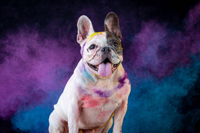 Ensaio Pets Coloridos - Two Clicks Fotografia Pet