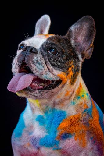 Ensaio Pets Coloridos - Two Clicks Fotografia Pet