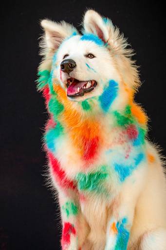 Ensaio Pets Coloridos - Two Clicks Fotografia Pet
