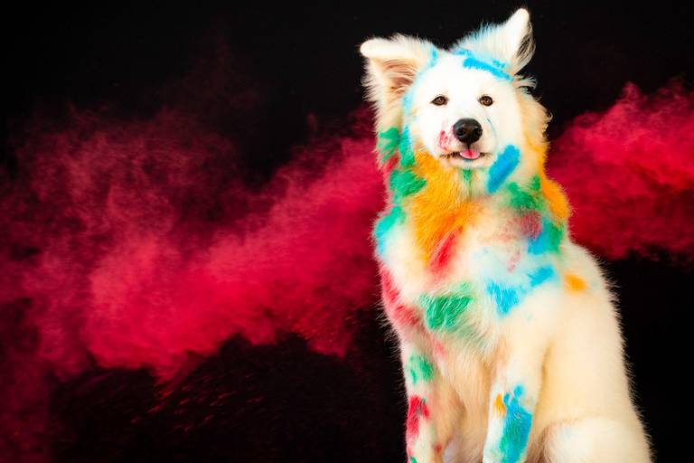 Ensaio Pets Coloridos - Two Clicks Fotografia Pet