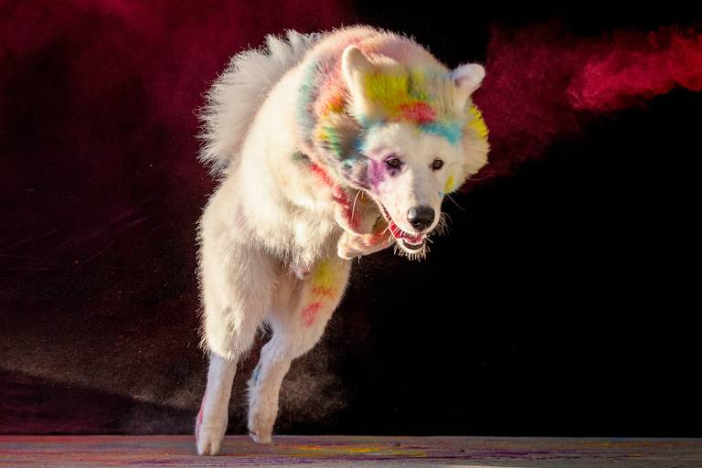 Ensaio Pets Coloridos - Two Clicks Fotografia Pet