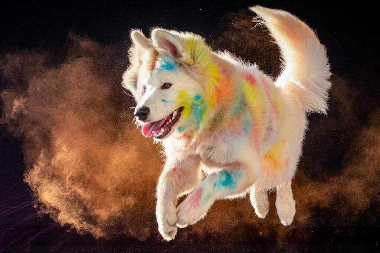 Ensaio Pets Coloridos - Two Clicks Fotografia Pet