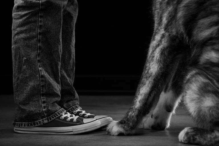 Fotógrafo Especializado em Pets