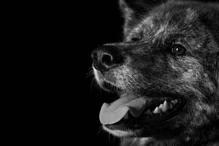 Fotografia de Pets Profissional