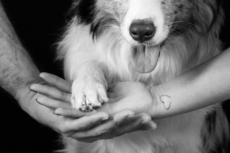 Fotos de Alta Qualidade de Pets
