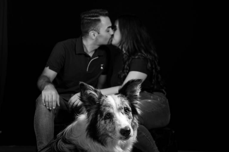 Retratos de Animais