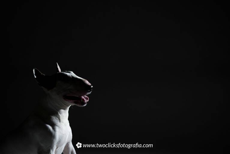 Fotografia de Pet - Two Clicks