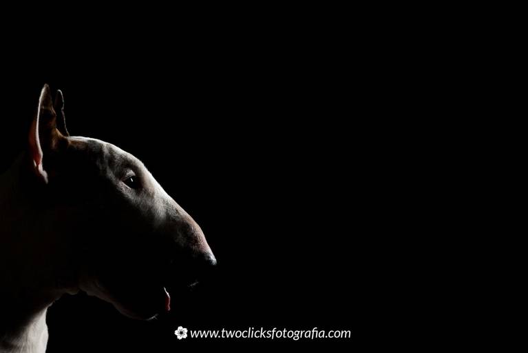 Two Clicks Fotografia Pet - Jimmy Cho