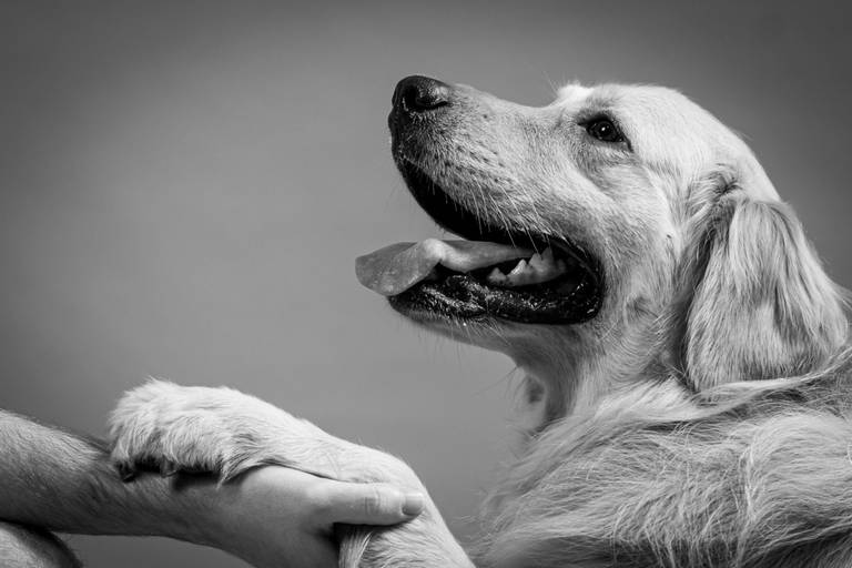 Golden em Ensaio pet Basico - Two Clicks Fotografia Pet