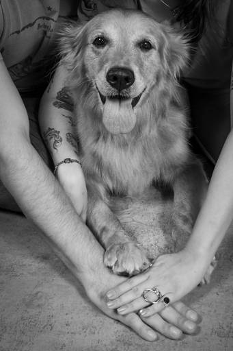 Fotografia de Cães