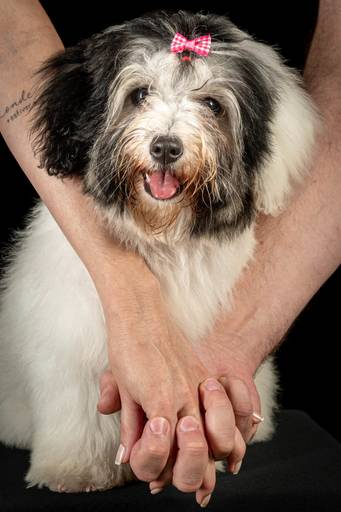 Fotos de Alta Qualidade de Pets