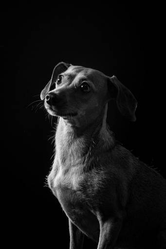 Fotos Profissionais de Pets