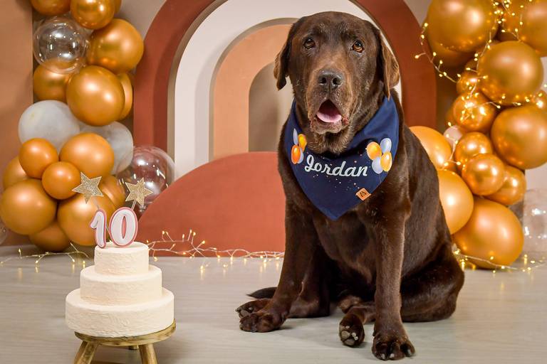 Fotos de Alta Qualidade de Pets