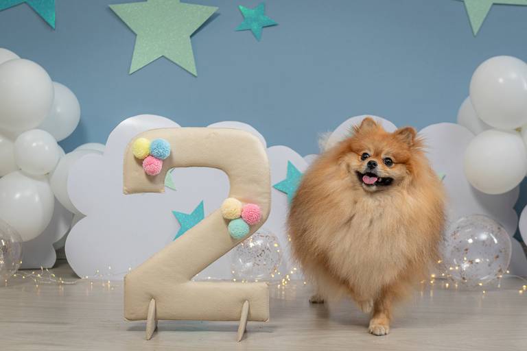 Fotos de Alta Qualidade de Pets