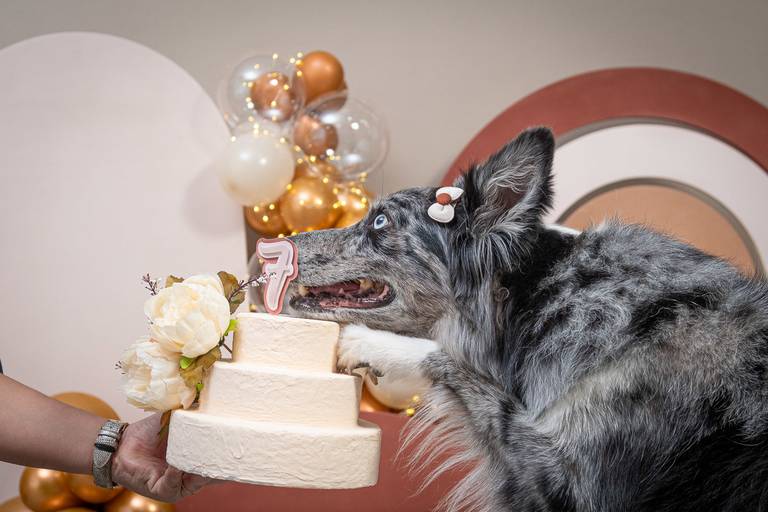 Fotos de Alta Qualidade de Pets