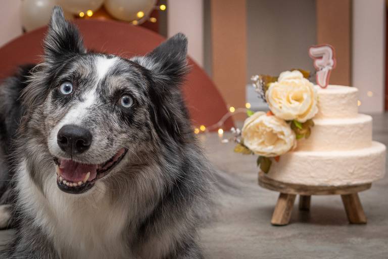 Fotógrafo Especializado em Pets