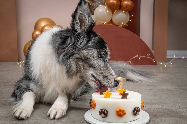 Fotógrafo Especializado em Pets