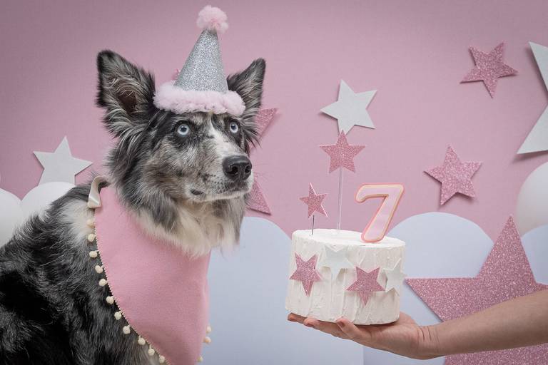 Fotógrafo Especializado em Pets