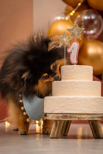 Fotos Profissionais de Pets