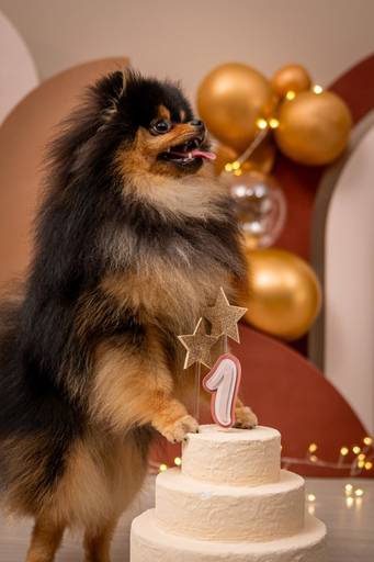 Fotos Profissionais de Pets