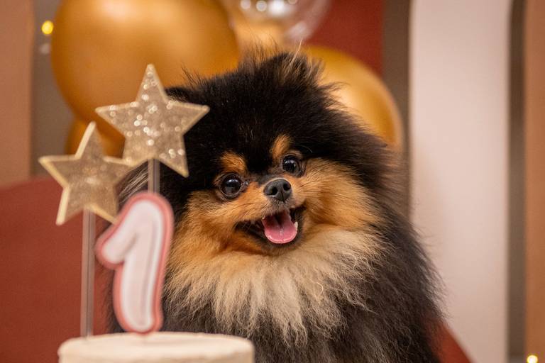 Fotos Profissionais de Pets