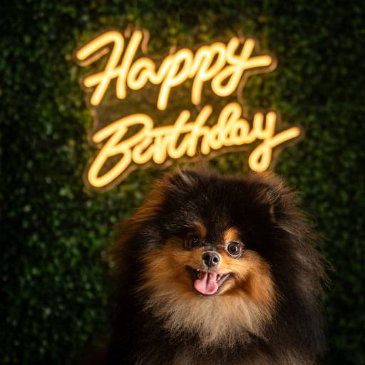 Fotos Profissionais de Pets