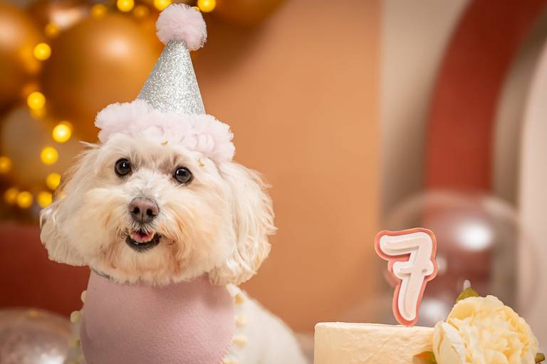 Fotos Profissionais de Pets