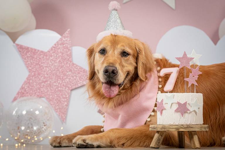 Fotos Criativas de Pets