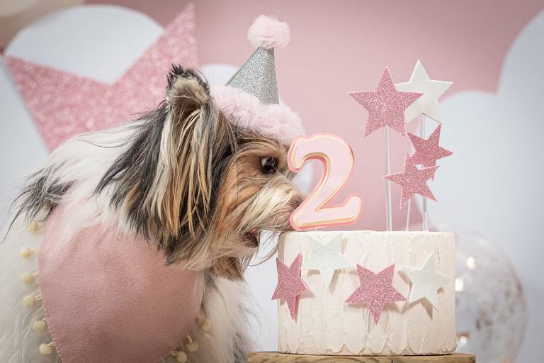 Fotos Criativas de Pets