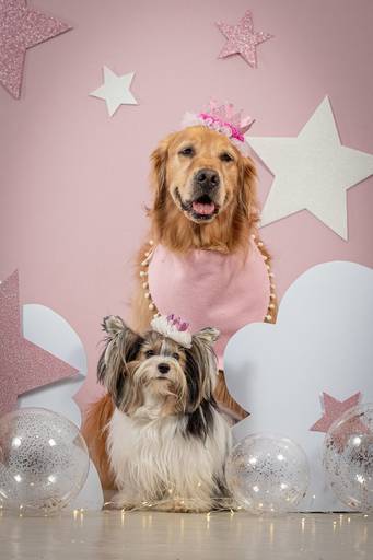 Ensaio de Aniversário Pet