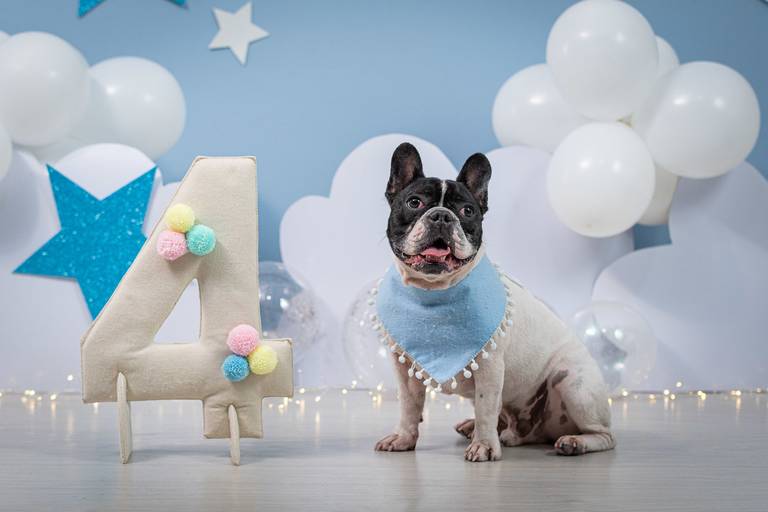 Ensaio de Aniversário Pet