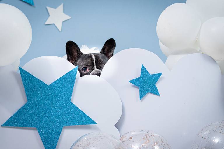 Ensaio de Aniversário Pet