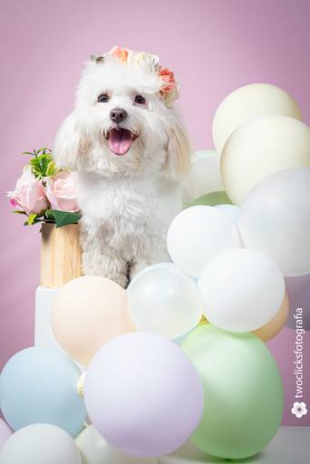 Fotógrafo de Animais