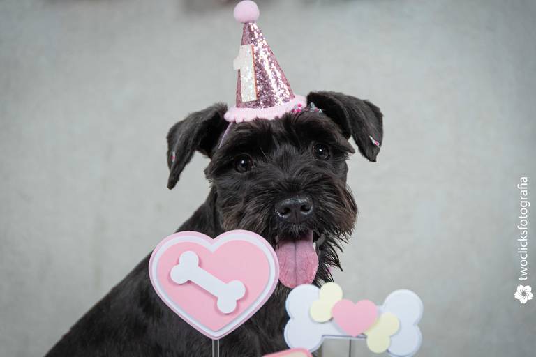 Fotos de Alta Qualidade de Pets