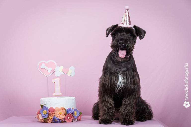 Fotógrafo de Animais
