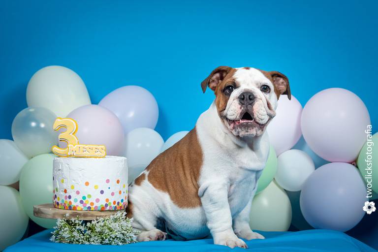 Fotos Profissionais de Pets
