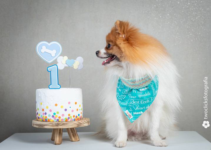 Fotos de Alta Qualidade de Pets