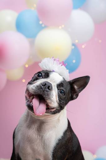 Fotografia de Pets Profissional