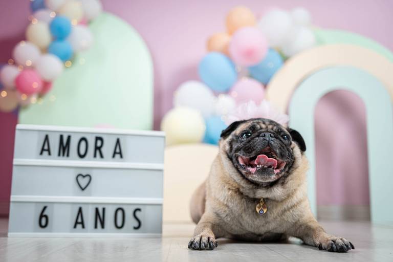 Fotografia de Cães