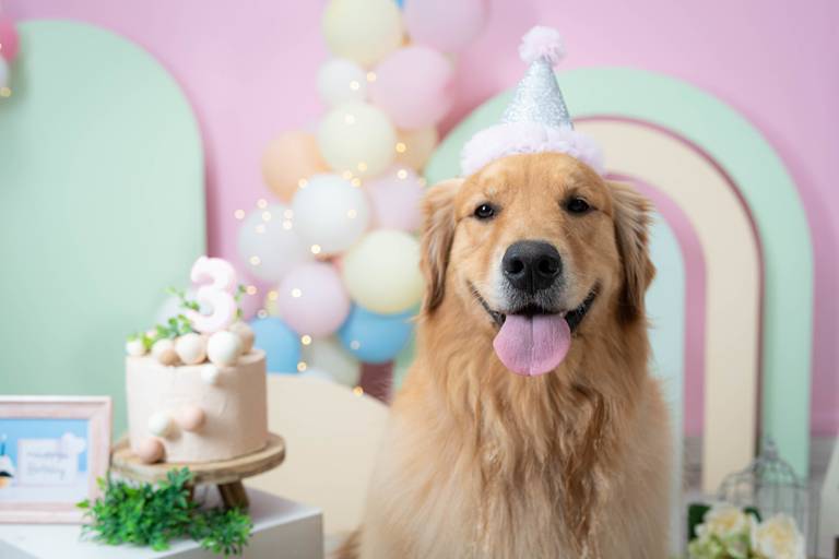 Ensaio de Aniversário Pet