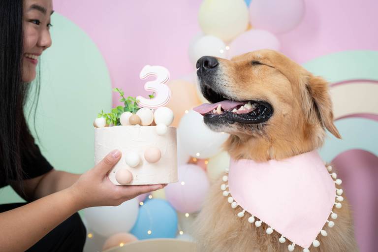Fotografia de Cães