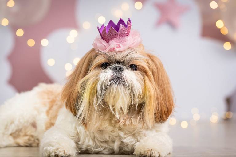 Sessão de Fotos para Animais