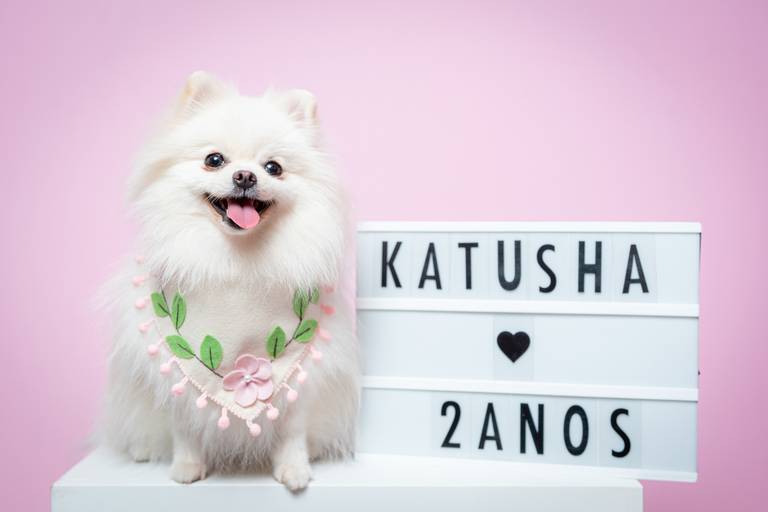Fotógrafo Especializado em Pets