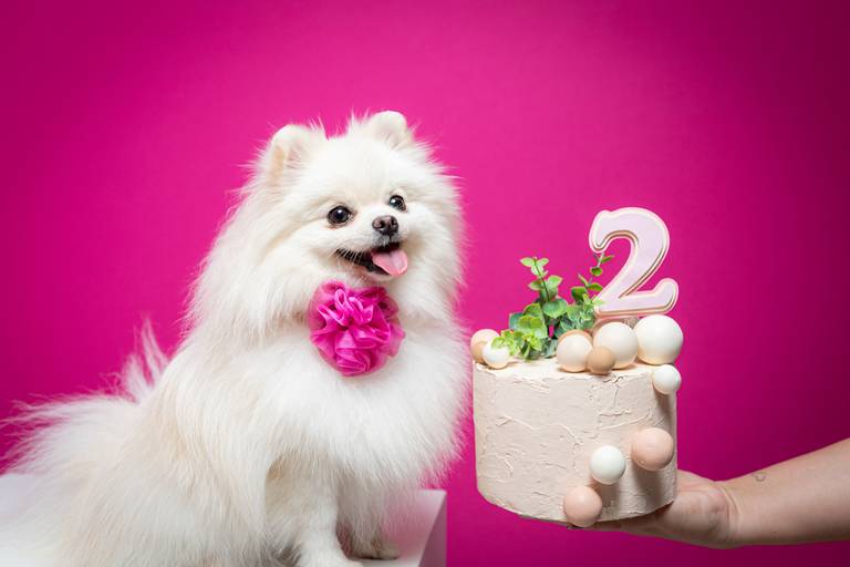 Fotógrafo Especializado em Pets
