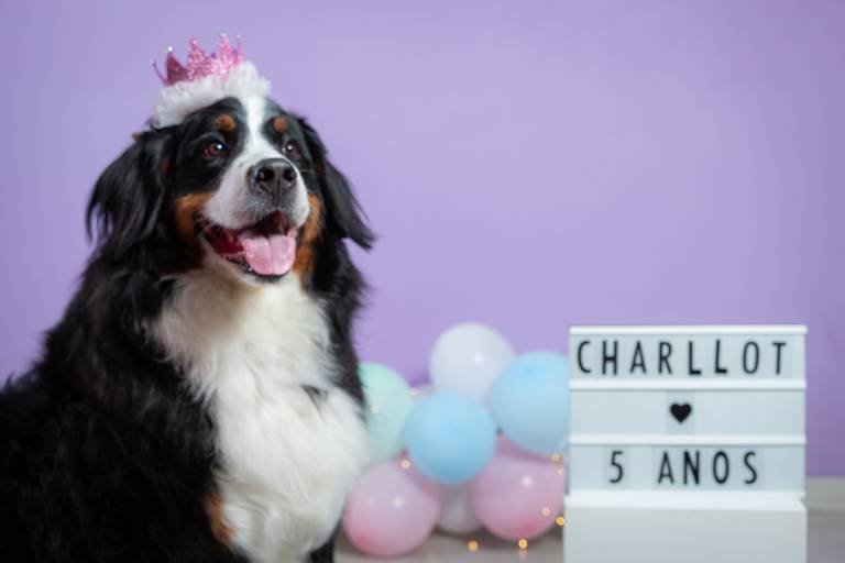Ensaios Fotográficos para Animais de Estimação